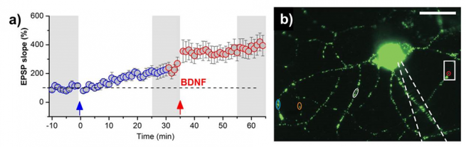 fig-8-lessmann-lab_ori (1)